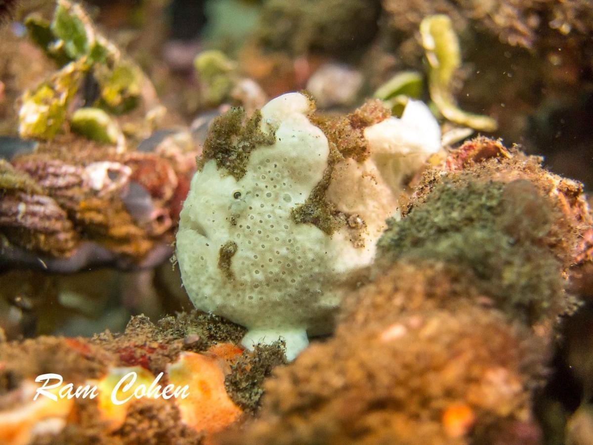 Lavanya Beach And Dive Resort Zamboanguita  Zewnętrze zdjęcie